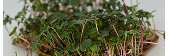 radish microgreens