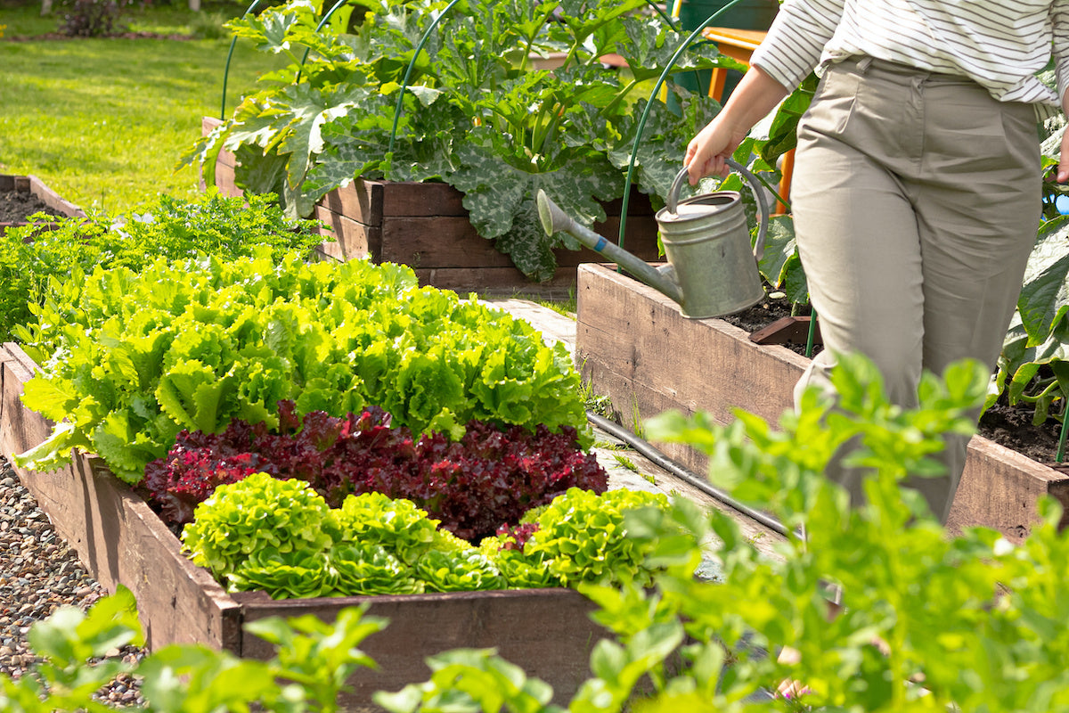 What can you grow in raised garden beds?