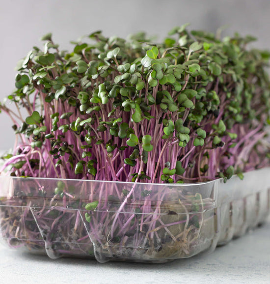 cabbage microgreens growing