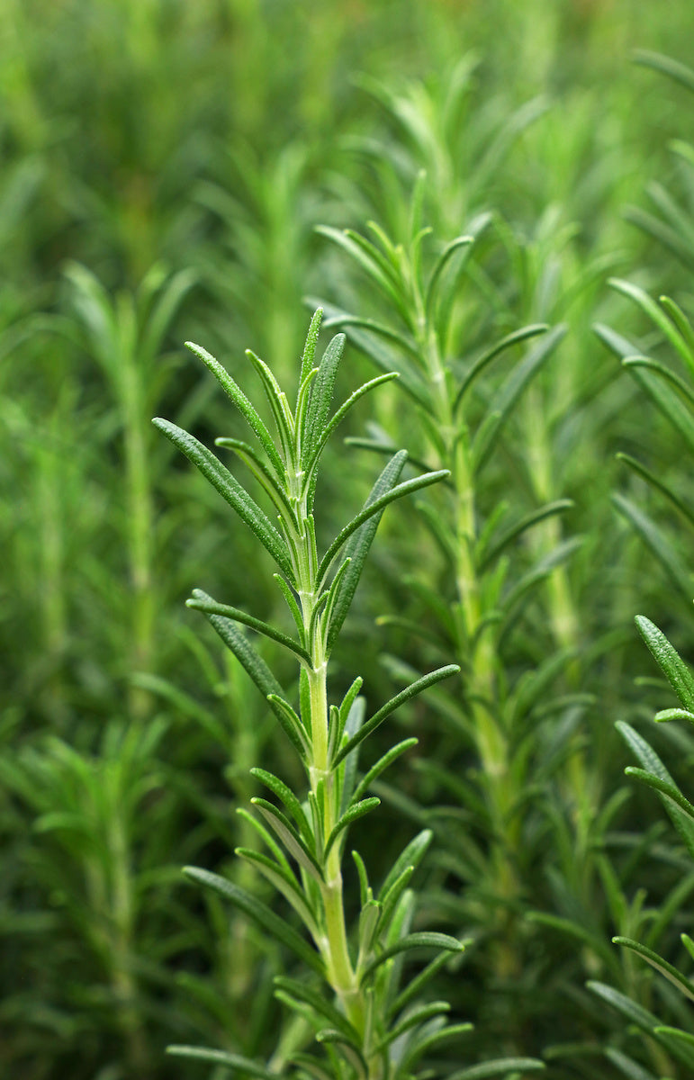 How to Grow and Harvest Rosemary