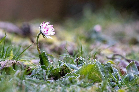 Roughing Up Your Seeds: What Is Scarification? Why Bother?