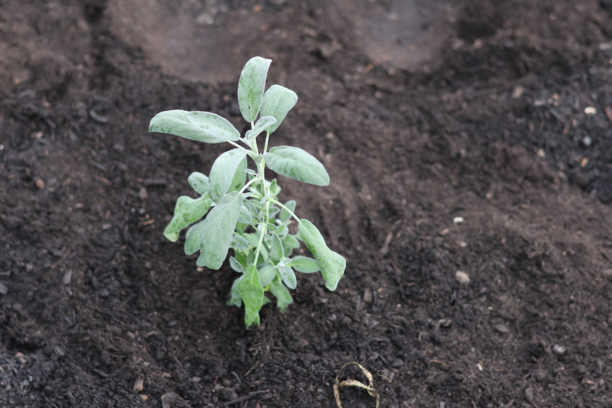 How to Plant, Grow and Harvest Sage