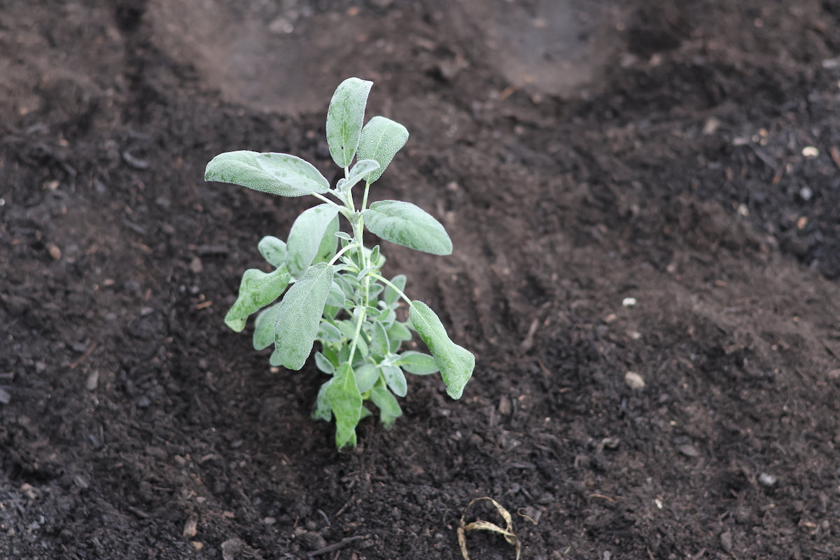 sage seedlings