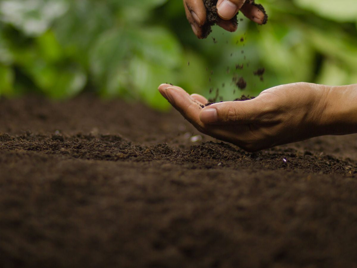 Plants and vegetables for sandy soil - amend sand to make it richer