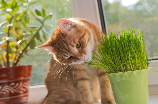 cat eating cat grass indoors