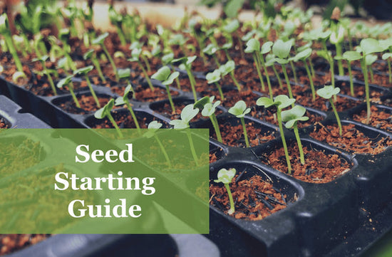 Seed Starting guide with plant starts in background how to start seeds indoors