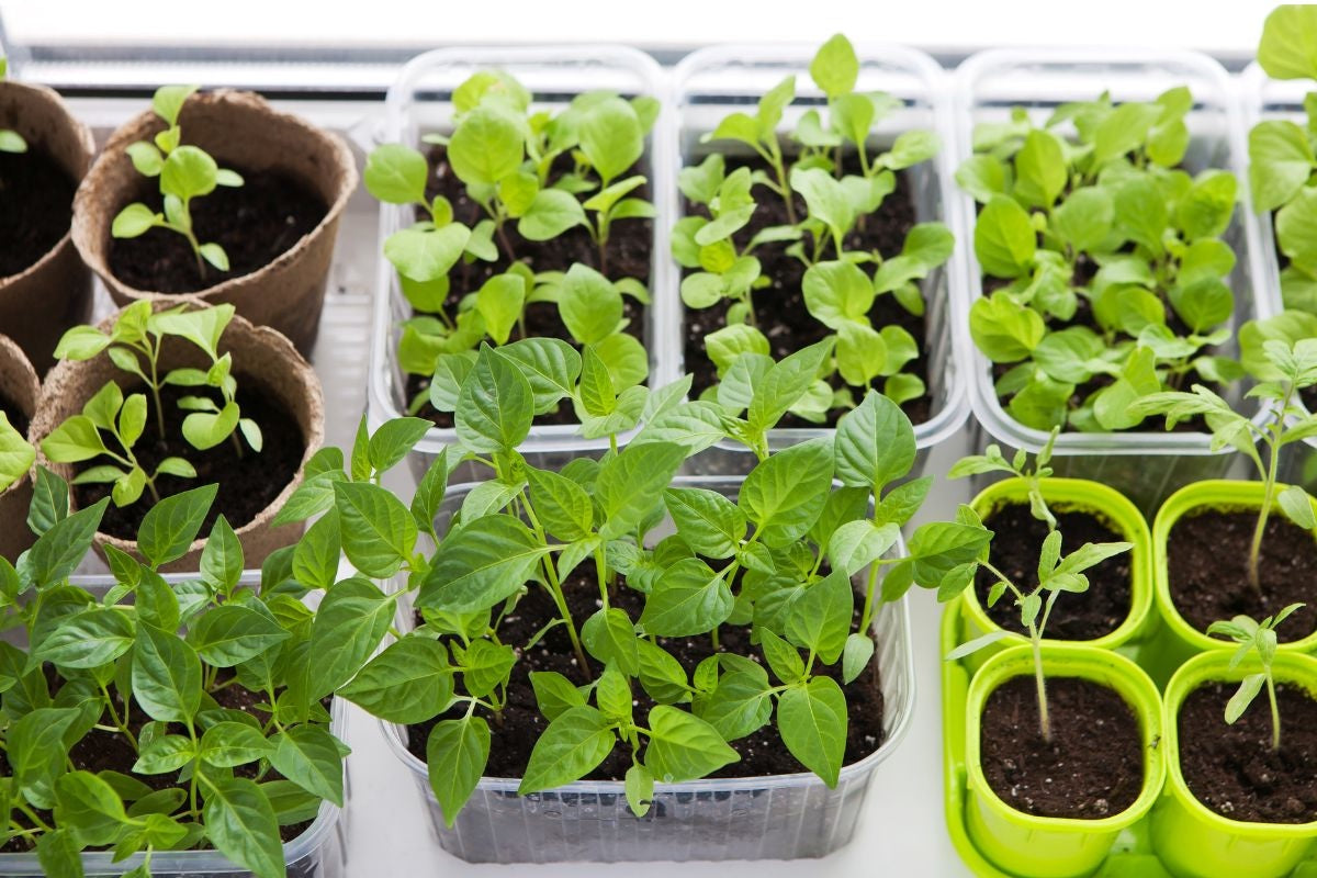 How to Start Seeds Indoors: The Complete Guide