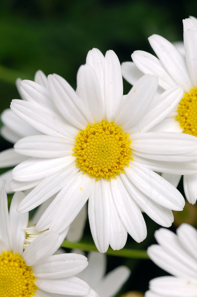 How to Grow Daisies Organically