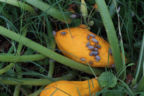 Squash bugs on squash plants