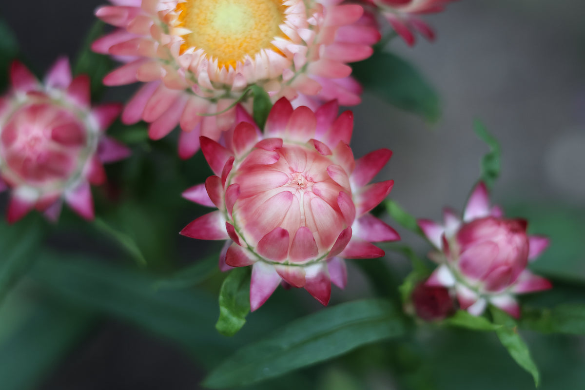 Strawflowers (Helichrysum) - Dark Pink - Dried Flowers - DIY