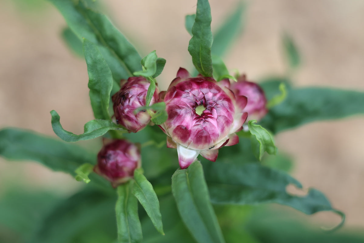 Growing Strawflower Time Lapse - Seed to Flowers (74 Days) 