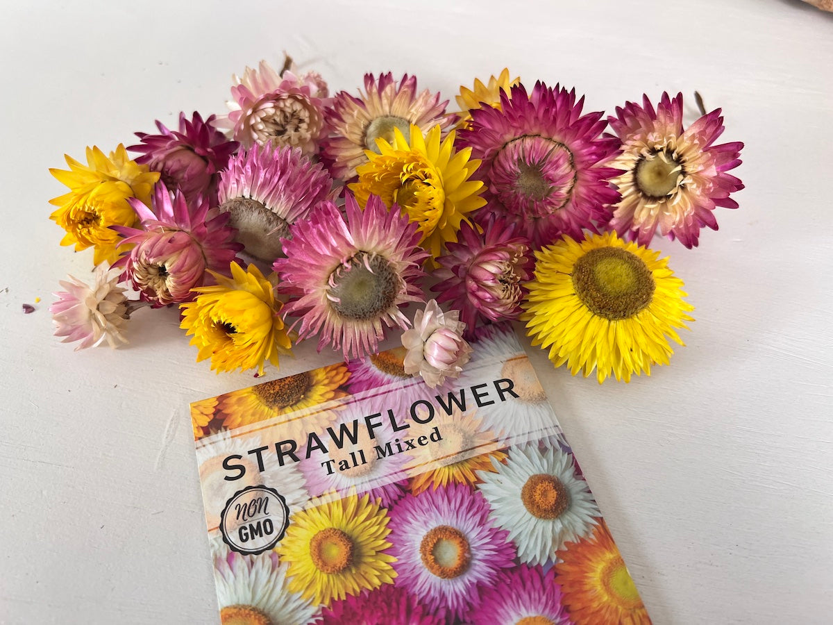 Dried Strawflowers With Stems, Dried Strawflowers, Dried Flowers With Stems,  Craft Supply, Dried Straw Flowers, Real Dried Flowers, Craft 