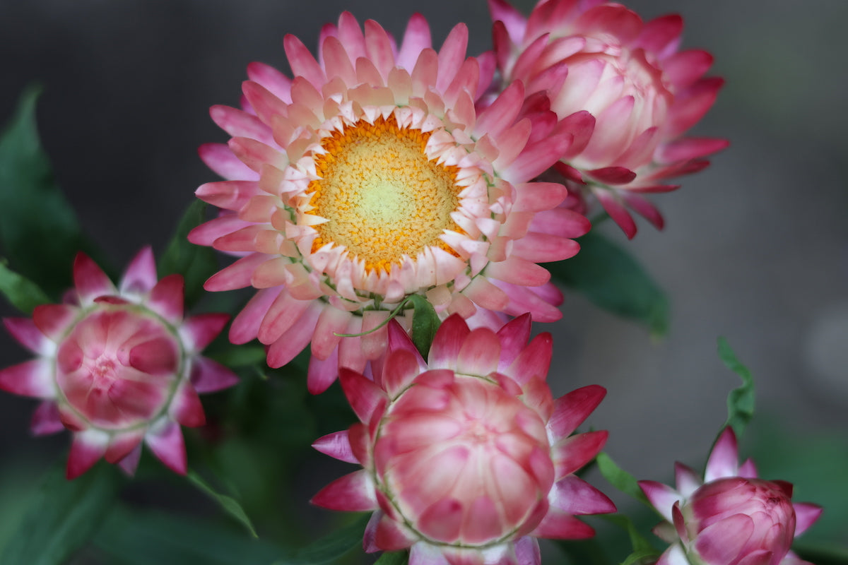 Strawflower Seed- Tall Mixed : Excellent Dried Flowers.