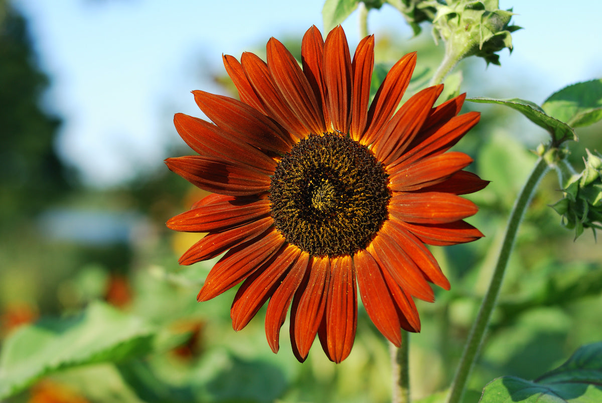 How to Plant Sunflower Seeds in an Amazing Variety of Colors and