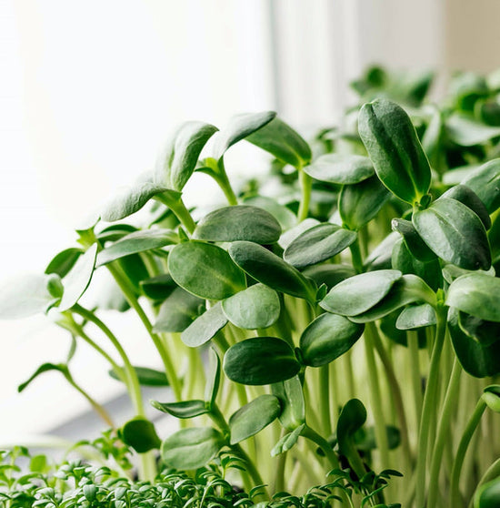 sunflower microgreens