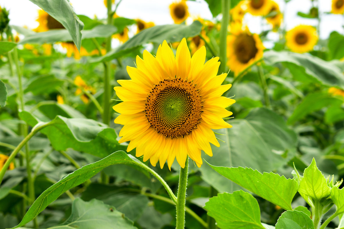 sunflower seeds growing