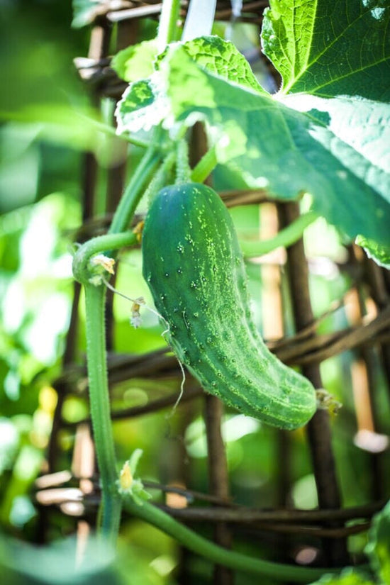 cucumber on trellis