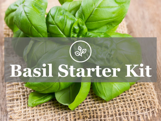 basil starter kit text with basil plants