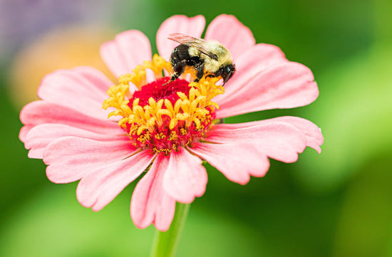 The Buzz on How to Bring More Bees to Your Garden