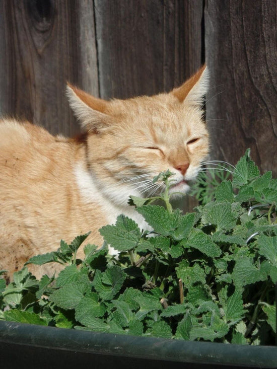 cat eating catnip