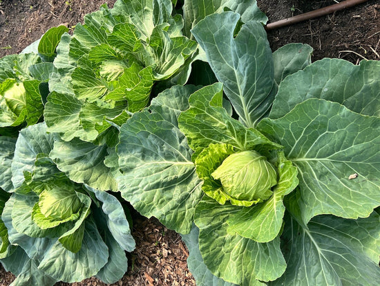 fully grown cabbages in garden