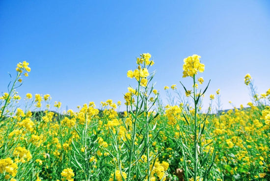 Yellow mustard cover crop in field