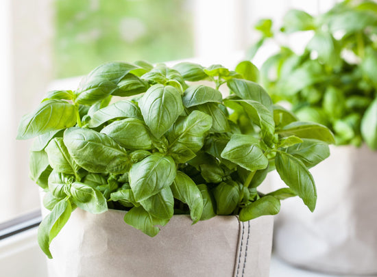 basil growing indoors in small pot