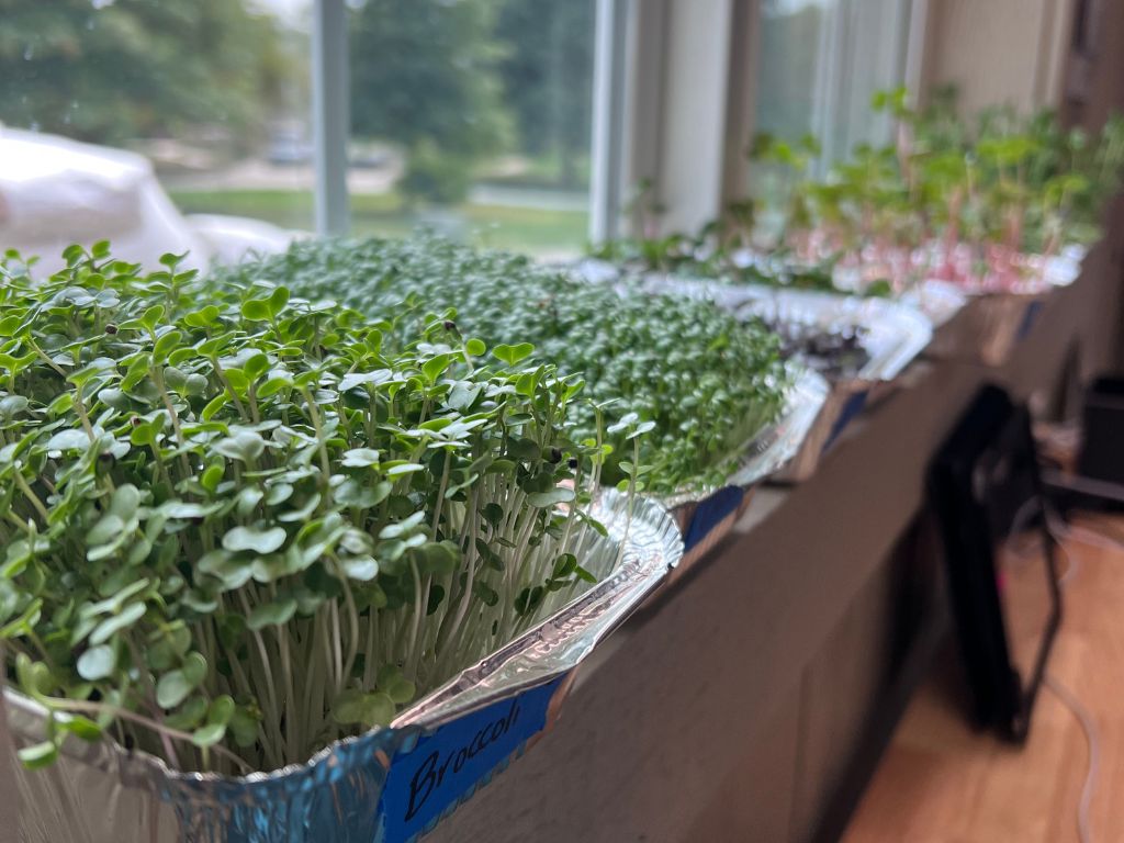 Small black scissor for cutting and harvesting sprouts and microgreens