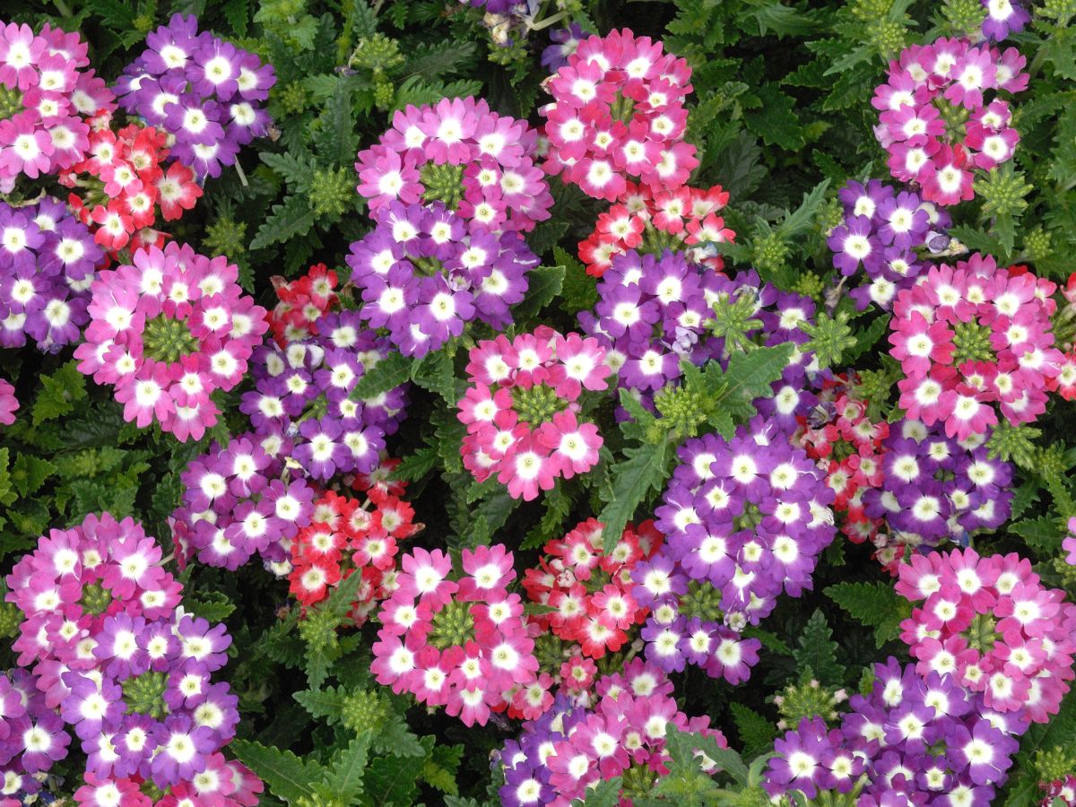 verbena rose root rot