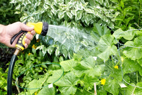 hand watering garden