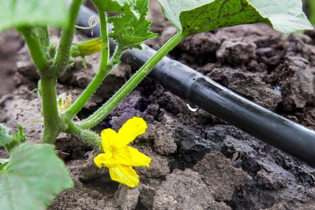 cucumber seedling