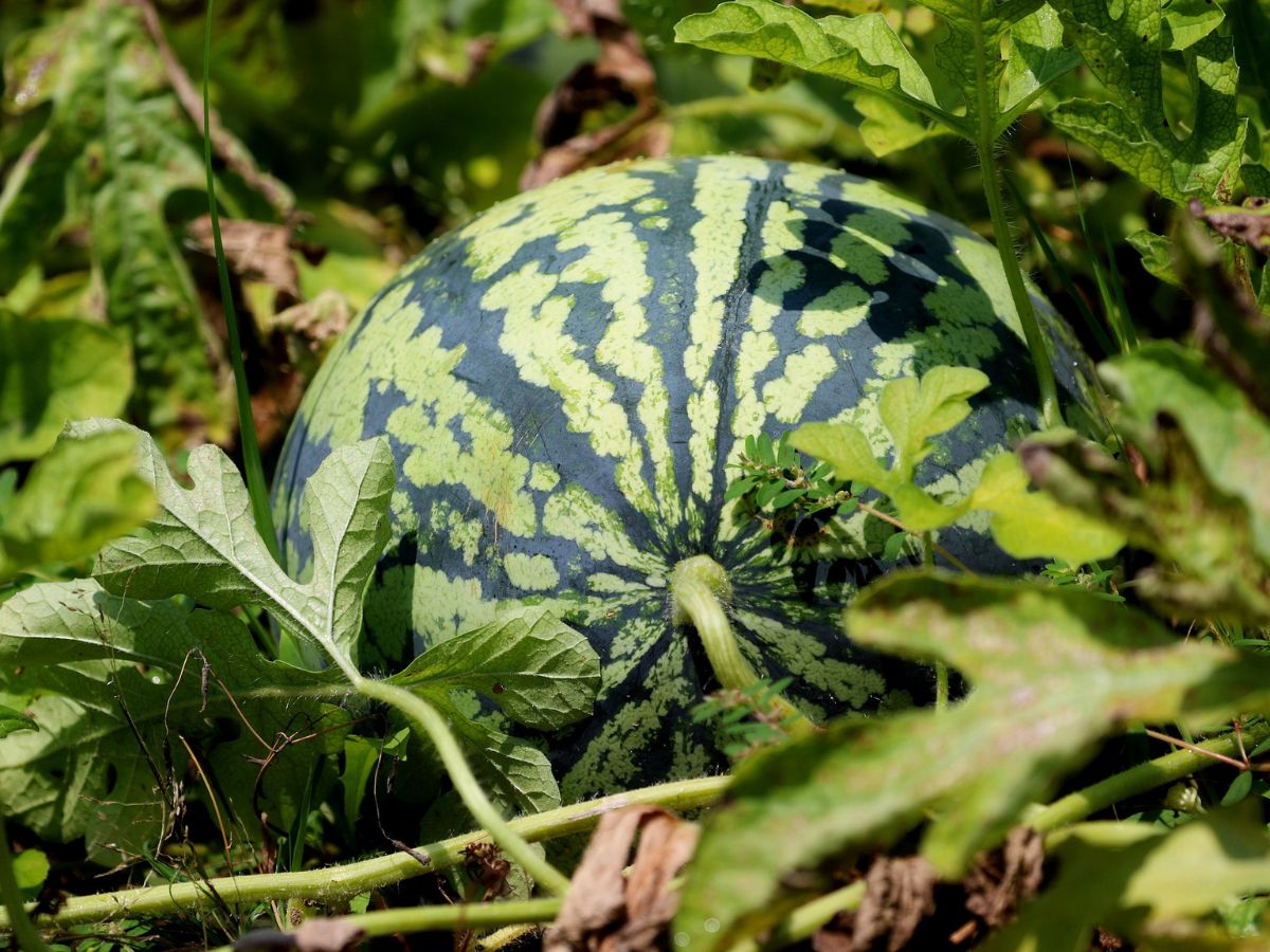 How to Grow Watermelon for a Sweet, Juicy Summer Harvest – Sow Right Seeds