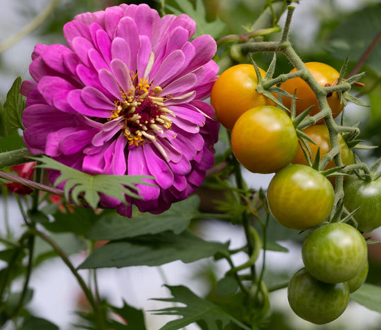 zinnia flower growing with tomatoes