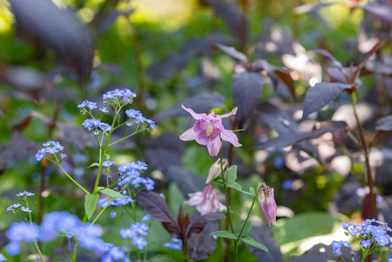 wildflowers growing in shade