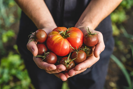 hands full of heirloom tomatoes