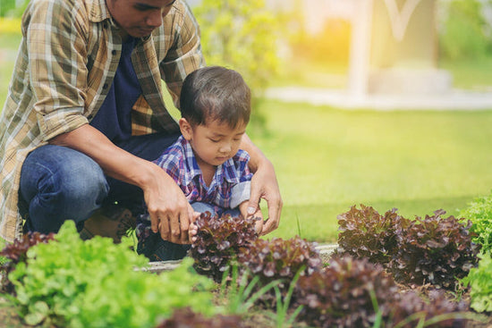 boy and dad in lettuce garden