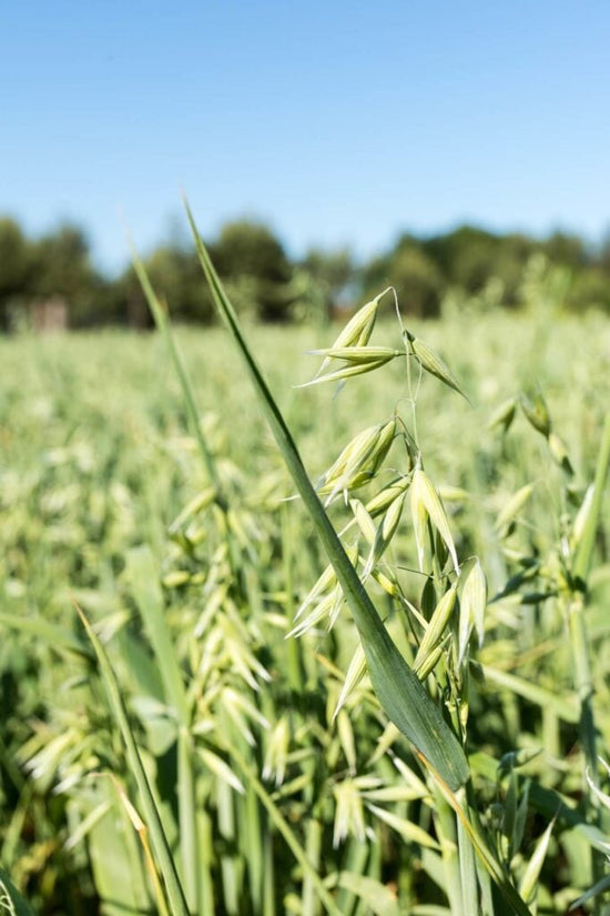 Cover crop of winter oats growing in the garden