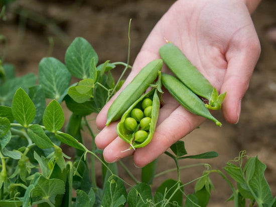 garden peas in hand