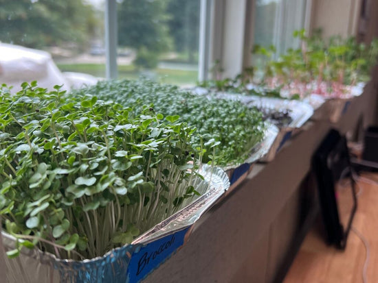 microgreens growing in windowsill