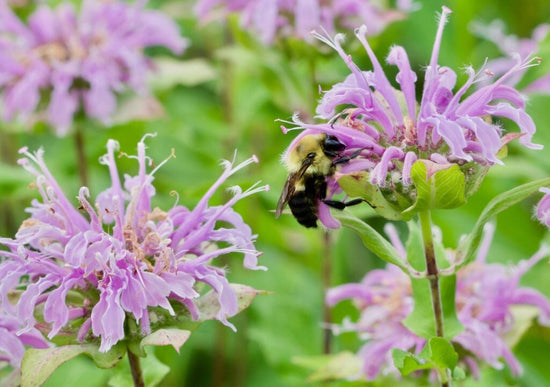 bumblebee on flowering bergamot