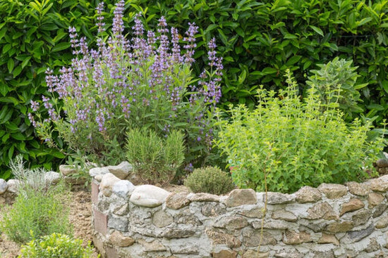 Rock garden with drought friendly plants