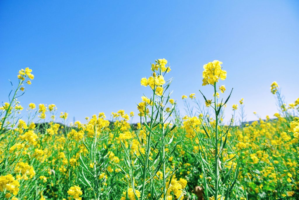 Mustard Seed as a Cover Crop