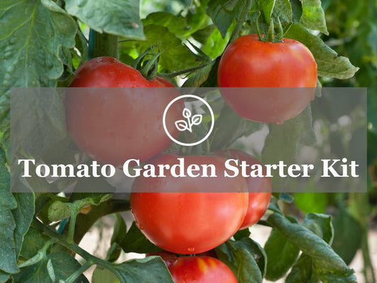 tomatoes growing on vine