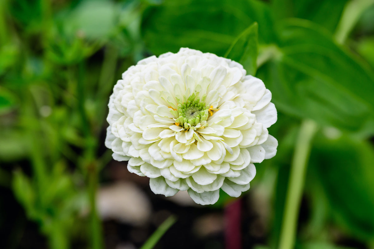 8 Easy Flowers to Grow from Seed in 2023