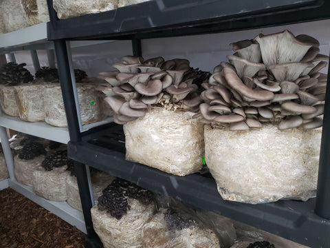 mushroom growing kit