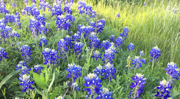 Texas Bluebonnets Rachel's Plan Bee Spring Forward