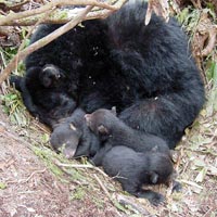 English: Black Bear mother and cubs in den,, h...