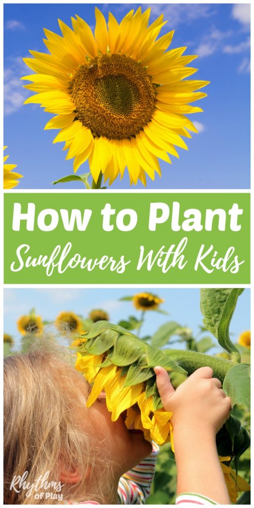 how to plant sunflowers with kids