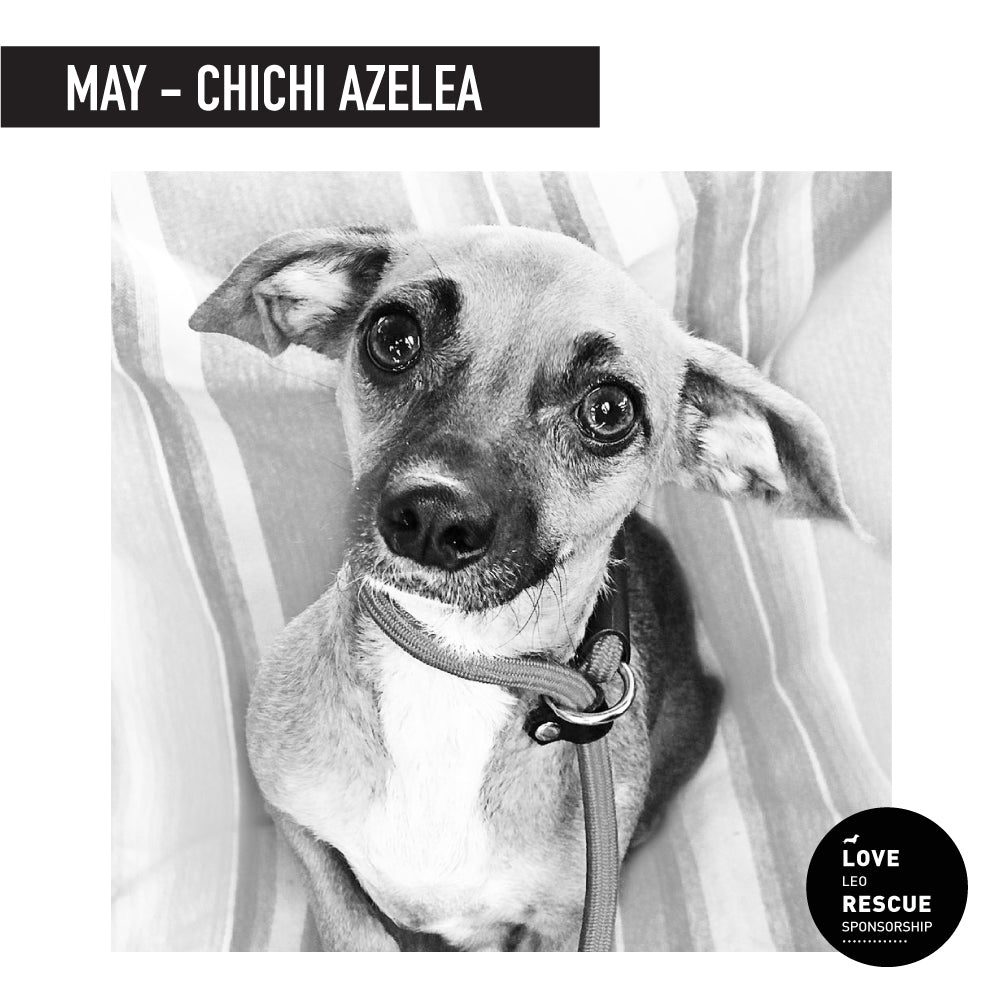 what happened to chichi the rescue dog