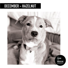 Happy Spritz December Dog Sponsorship Love Leo Rescue